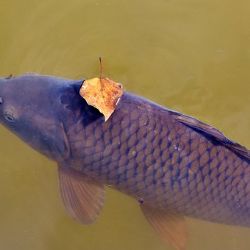  Karlovarský kraj vydal unikátní publikaci o rybách