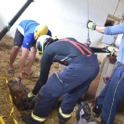 Karlovy Vary: Hasiči pomáhali zvednout koně na nohy