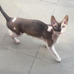 Karlovy Vary: Hledá se kočka Korny. Neviděli jste jí?