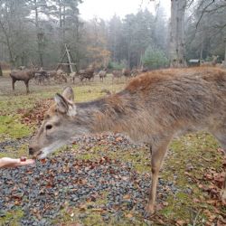 Karlovy Vary: Lázeňské lesy nabídnou vánoční prodej i pozorování zvěře z pohodlí domova
