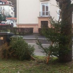 Karlovy Vary: Město bude svážet vánoční stromky od pondělí