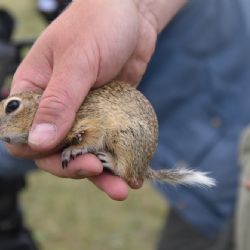 Karlovy Vary: Muzeum pomáhá se záchranou syslů