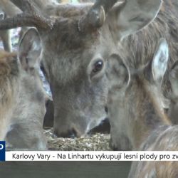 Karlovy Vary: Na Linhartu vykupují lesní plody pro zvířata (TV Západ)