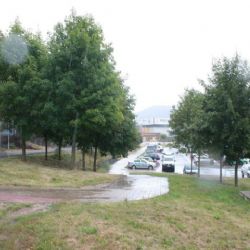 Karlovy Vary: Navrtal stromy a vlil do nich tekutinu