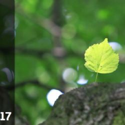 Karlovy Vary: O titul Strom roku 2017 bude bojovat 119 let stará vrba bílá 