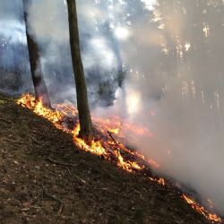 Karlovy Vary: Od rána likvidují hasiči požár lesa