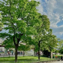 Karlovy Vary: Oprava terminálu MHD Tržnice si vyžádá pokácení 17 stromů