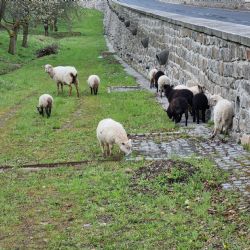 Karlovy Vary: Ovce jsou zpátky v třešňovém sadu