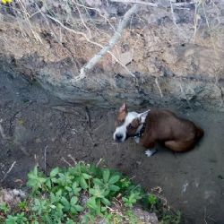 Karlovy Vary: Pejsek spadl do jámy. Zachránili ho strážníci