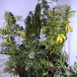 Karlovy Vary: Policie odhalila další pěstírnu marihuany