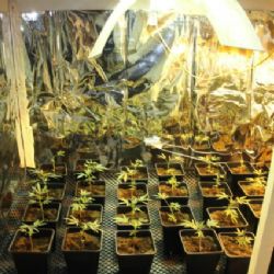 Karlovy Vary: Přechovávali a distribuovali téměř jeden kilogram drog