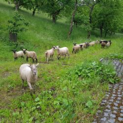 Karlovy Vary: Sad s vzácnými odrůdami třešní vypásají ovce