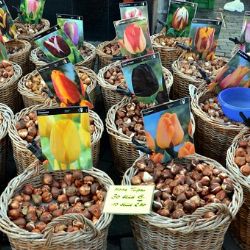 Karlovy Vary: Sadba cibulovin a keřů začíná na farmářských trzích