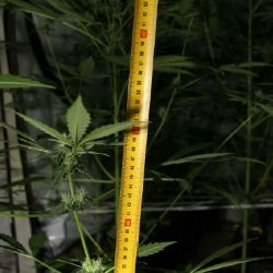 Karlovy Vary: V bytě pěstoval konopí