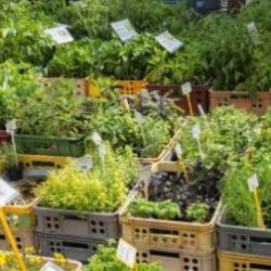 Karlovy Vary: V pátek se opět uskuteční farmářské trhy