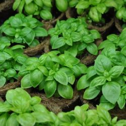 Karlovy Vary: V pátek se opět uskuteční farmářské trhy