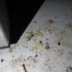 Karlovy Vary: V restauraci zjistili inspektoři nejen myší trus