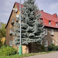 Karlovy Vary: Vánoční strom bude ze Severní ulice