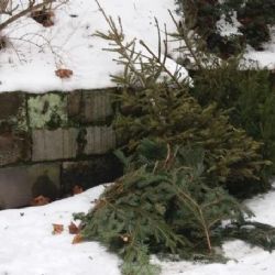 Karlovy Vary: Ve městě byl zahájen svoz vánočních stromků