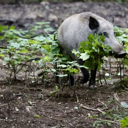 Karlovy Vary: V lázeňských lesích proběhne naháňka na divočáky