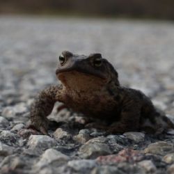 Karlovy Vary: Žáby míří na tradiční jarní tah