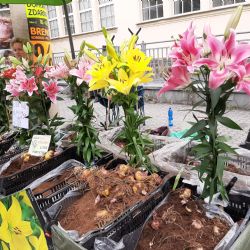 Karlovy Vary: Zítra opět nakoupíte u farmářů 