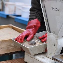 Kontrol prodeje vánočních kaprů loni přibylo. Závad bylo méně