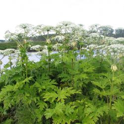 Kraj opět přispěje na likvidaci invazních rostlin