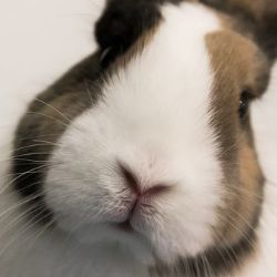 Kraj podpoří Český svaz chovatelů