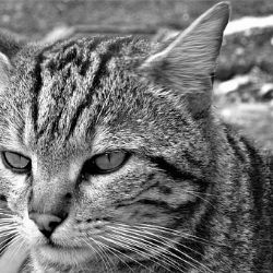 Kraj vyhlašuje veřejnou sbírku na pomoc kočičím útulkům