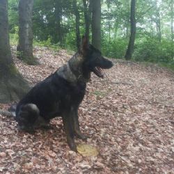 Krajková: Ztratil se pes Rod. Neviděli jste ho?