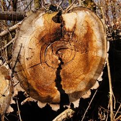 Chebsko: Odcizil dřevo za téměř 10 tisíc