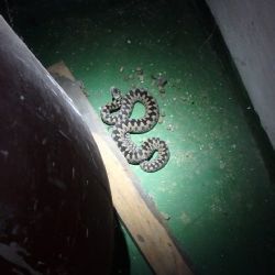 Kraslice: Hasiči dnes vyjížděli k odchytu zmije ve sklepě rodinného domu