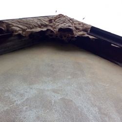 Kraslice: Hasiči likvidovali sršní hnízdo