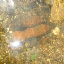 Kraslice: Nález munice v korytě řeky Svatavy