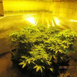 Kraslice: V rodinném domě pěstoval marihuanu