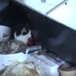 Kraslice: Zajištění náhradní péče pro 15 koček