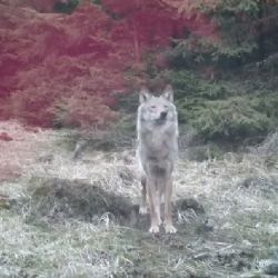 Krušné hory: Videa z fotopastí zde opětovně prokázala přítomnost vlka 