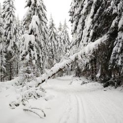 Krušnohoří: Pozor! Stále hrozí pád stromů
