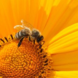 K včelařům poputují dotace od Karlovarského kraje