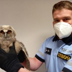 Kynšperk: Policisté zachránili kalouse ušatého