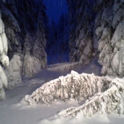 Lesy ČR vydaly doporučení nevstupovat do lesů