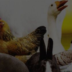 Lipová: Pozvánka na 53. výstavu králíků, holubů a drůbeže 