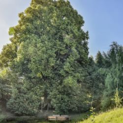 Lípy v Hřebenech získaly stříbro v anketě Strom roku 2020