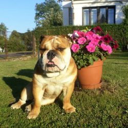 Luby: Hledá se pejsek jménem Jack