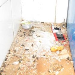 Mariánské Lázně: Kontrola v pizzerii odhalila výskyt myšího trusu