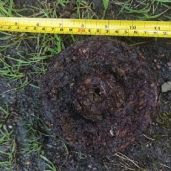 Mariánské Lázně: Nález protipěchotní miny