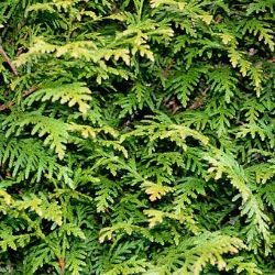 Mariánské Lázně: Odcizil túje i s květníky