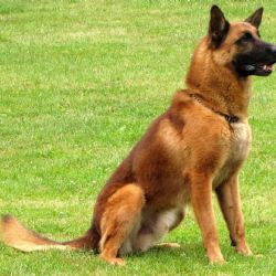 Mariánské Lázně: Pokus o sebevraždu. Policejní pes War pomohl zachránit lidský život