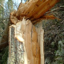 Mariánské Lázně: Pozor v lázeňských lesích a městských parcích